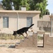 Major Terrorism K-9 Unit dog training