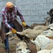 Animal care part of humanitarian mission of African Lion 2011