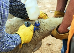 Animal care part of humanitarian mission of African Lion 2011