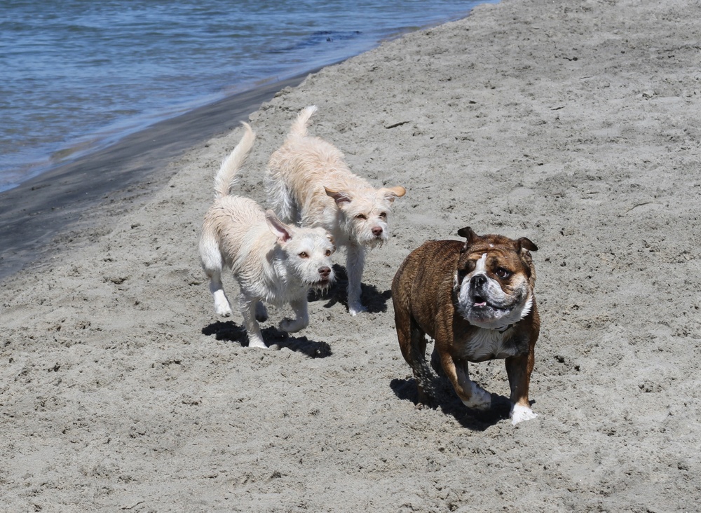 Dogs find haven in sand, surf
