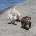 Dogs find haven in sand, surf