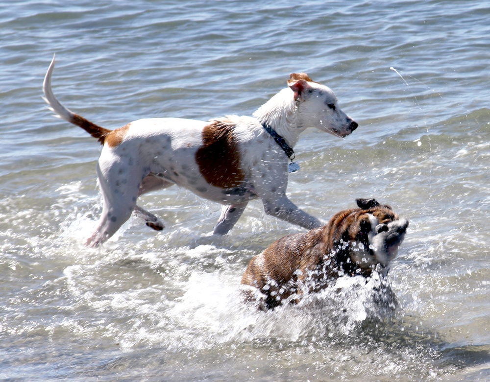 Dogs find haven in sand, surf