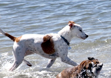 Dogs find haven in sand, surf