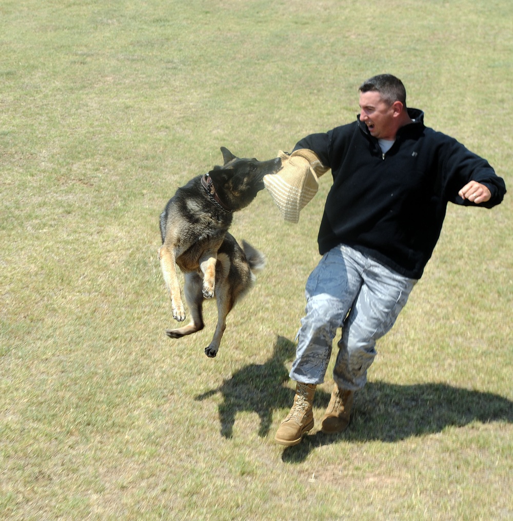 Military working dogs on Altus AFB