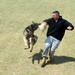 Military working dogs on Altus AFB
