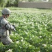 Operation Enduring Freedom XII/Route clearance