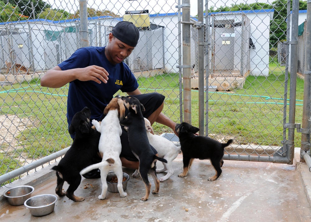 USS Frank Cable sailor plays with puppies in Guam