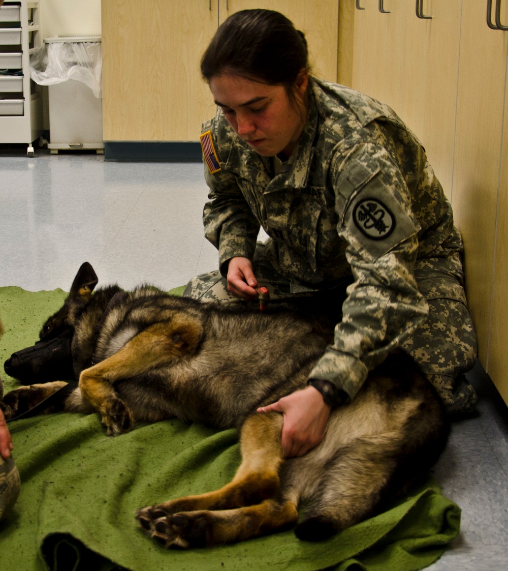 The Joint Base Lewis-McChord veterinary clinic takes care of the military and its families