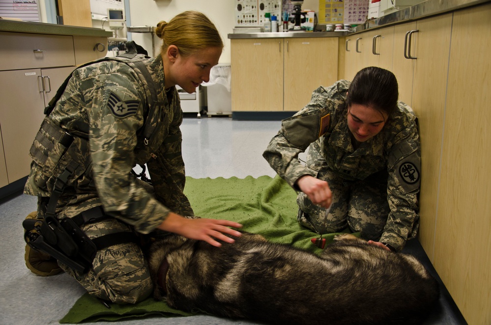 The Joint Base Lewis-McChord veterinary clinic takes care of the military and its families