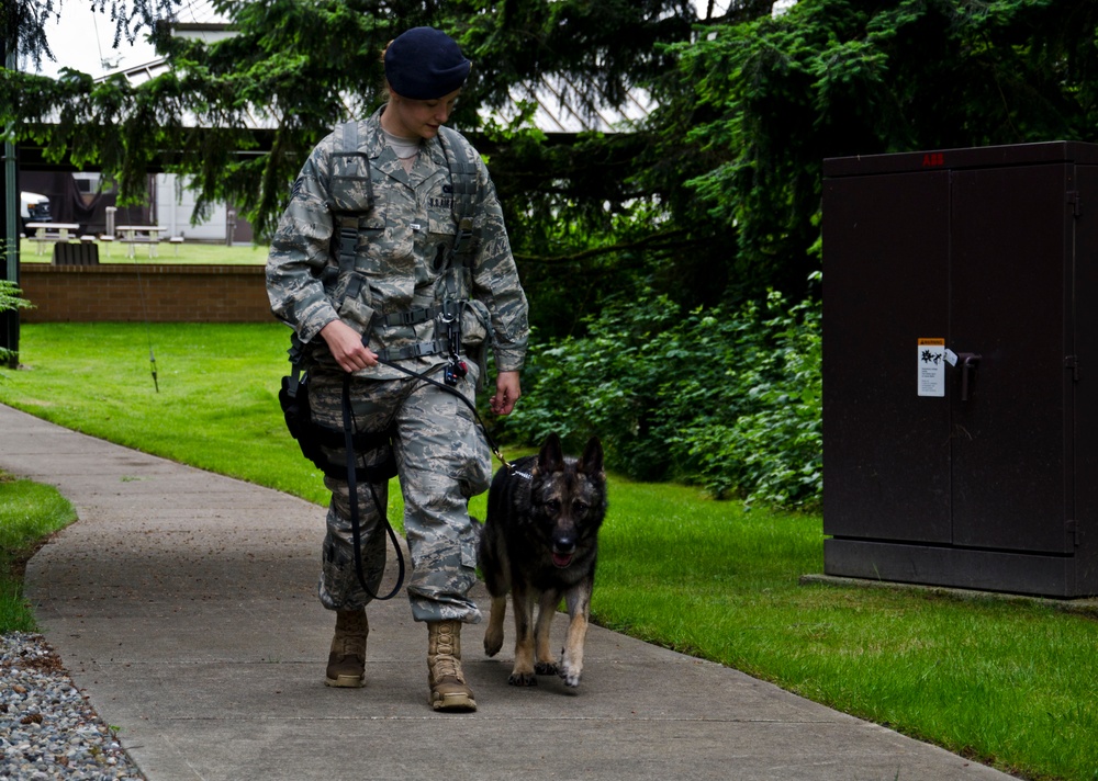 Joint Base Lewis-McChord veterinary clinic takes care of the military and its families