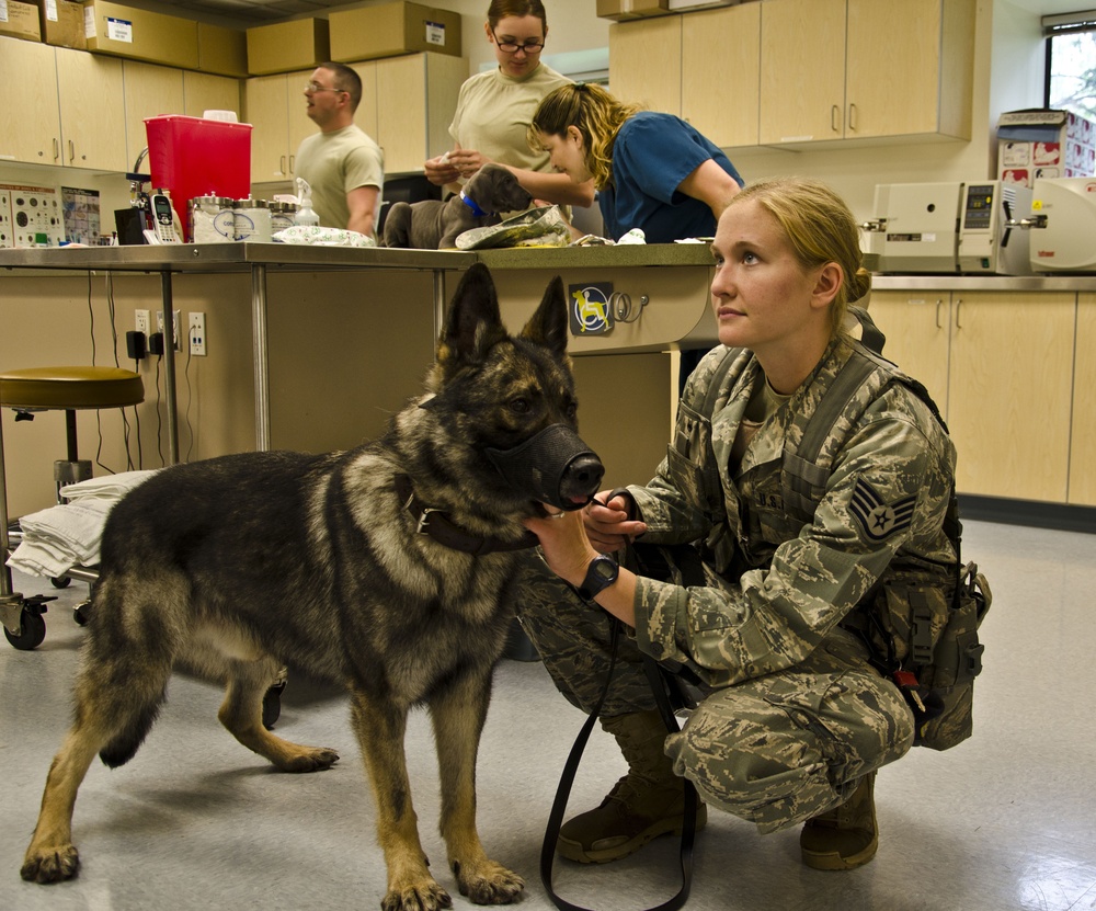 Joint Base Lewis-McChord veterinary clinic takes care of the military and its families