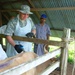 Soldiers promote Surinamese animal health