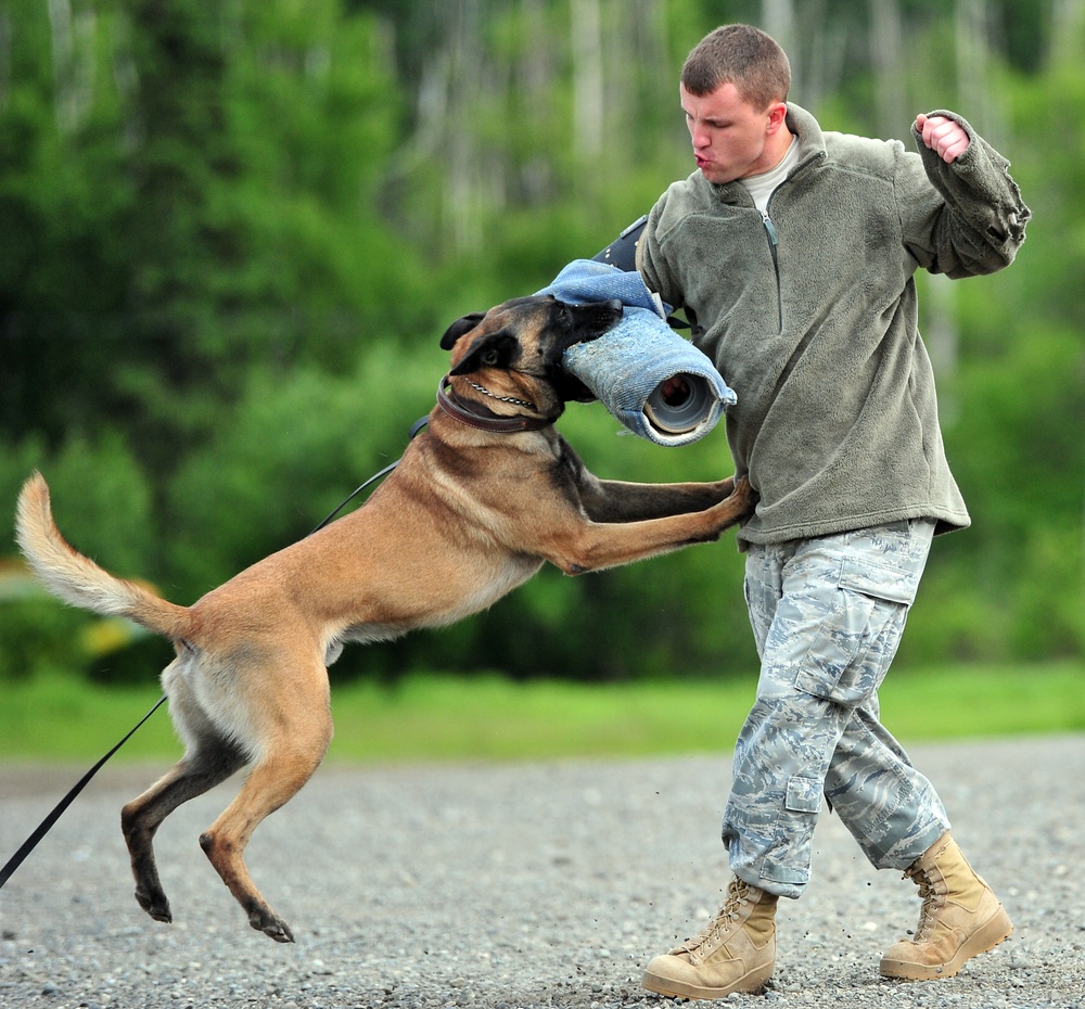 Airmen and military working dogs of 673d Security Forces Squadron train jointly with TSA officers and dogs