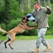 Airmen and military working dogs of 673d Security Forces Squadron train jointly with TSA officers and dogs