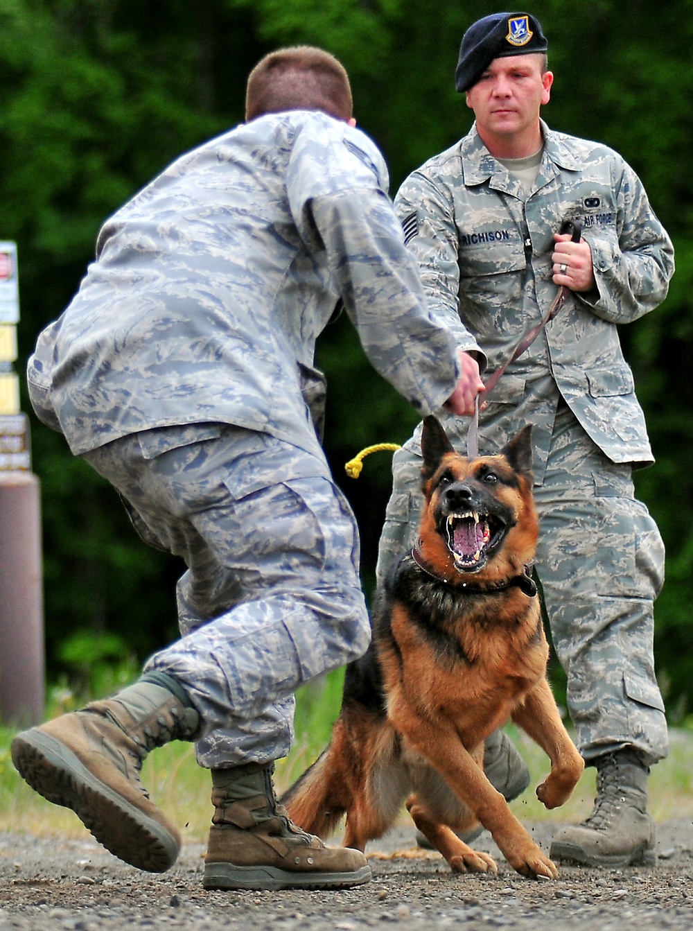 Airmen and military working dogs of 673d Security Forces Squadron train jointly with TSA officers and dogs