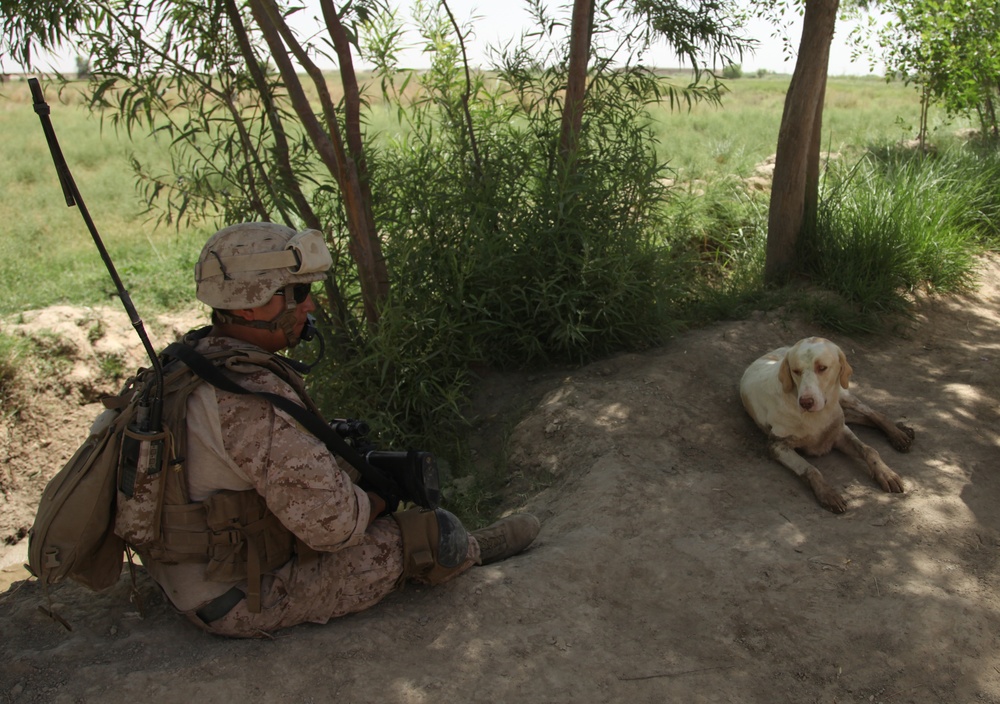 Guardian of patrols: Afghan dog fights like Marine