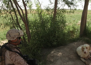 Guardian of patrols: Afghan dog fights like Marine