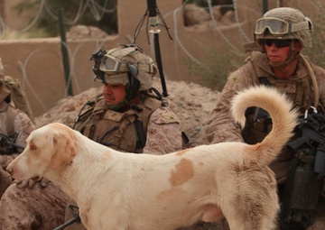 Guardian of patrols: Afghan dog fights like Marine