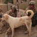 Guardian of patrols: Afghan dog fights like Marine