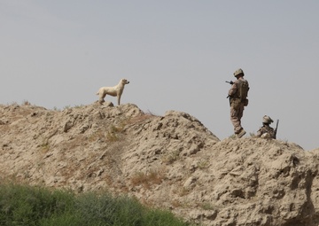 Guardian of patrols: Afghan dog fights like Marine