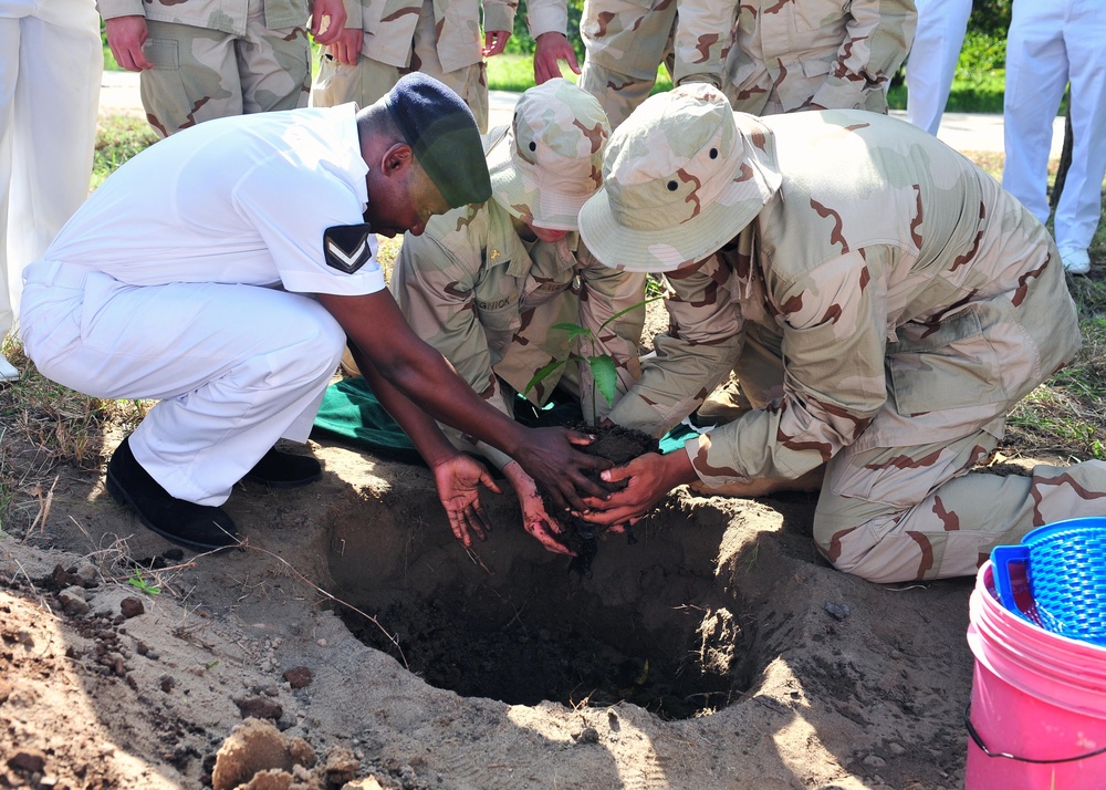 Planting a tree