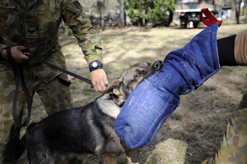 Australian Defence Force military dog handlers prepare for Talisman Sabre 2011