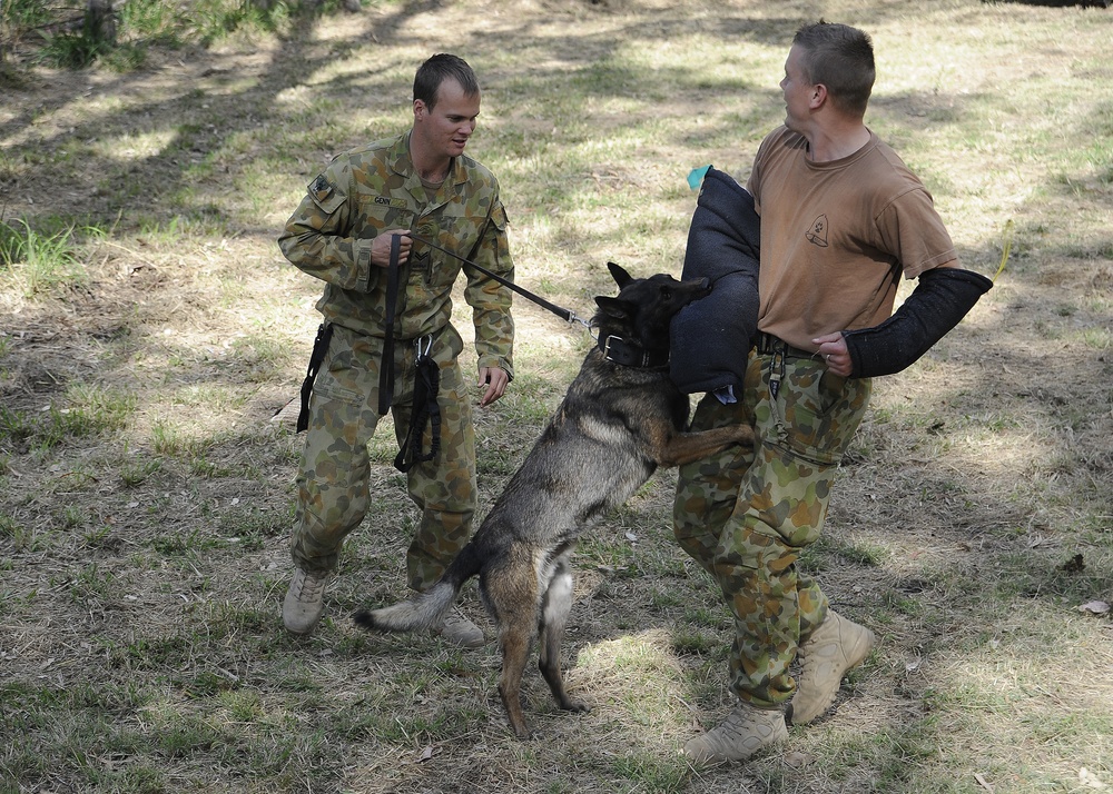 Australian Defence Force military dog handlers prepare for Talisman Sabre 2011