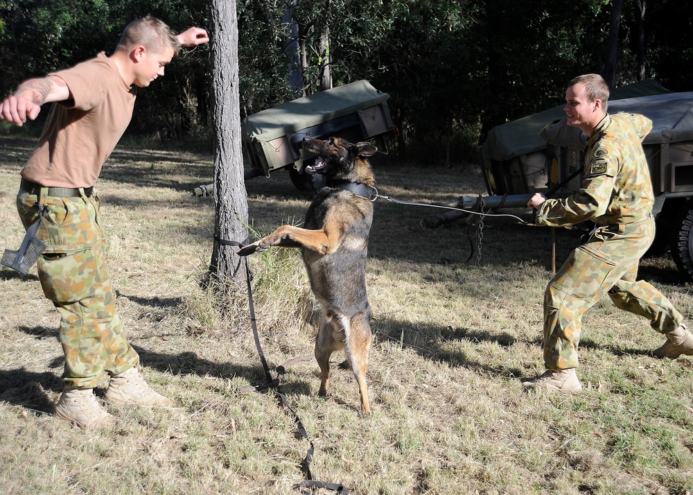 Australian Defence Force military dog handlers prepare for Talisman Sabre 2011