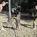 Australian Defence Force military dog handlers prepare for Talisman Sabre 2011