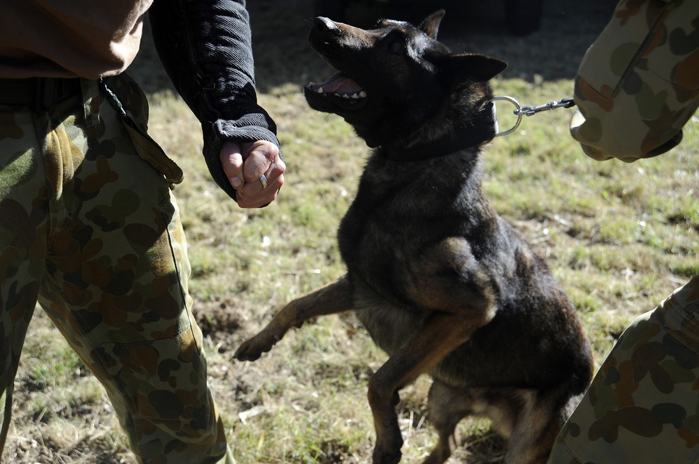 Australian Defence Force military dog handlers prepare for Talisman Sabre 2011