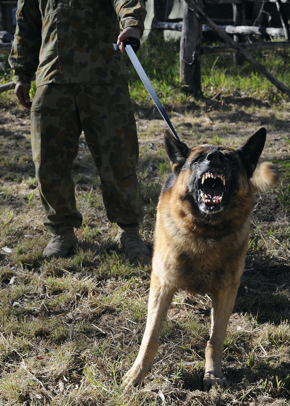 Australian Defence Force military dog handlers prepare for Talisman Sabre 2011