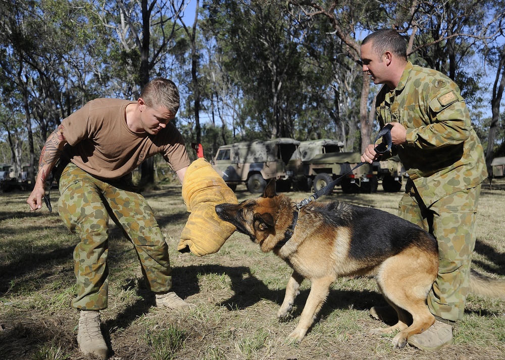 Australian Defence Force military dog handlers prepare for Talisman Sabre 2011