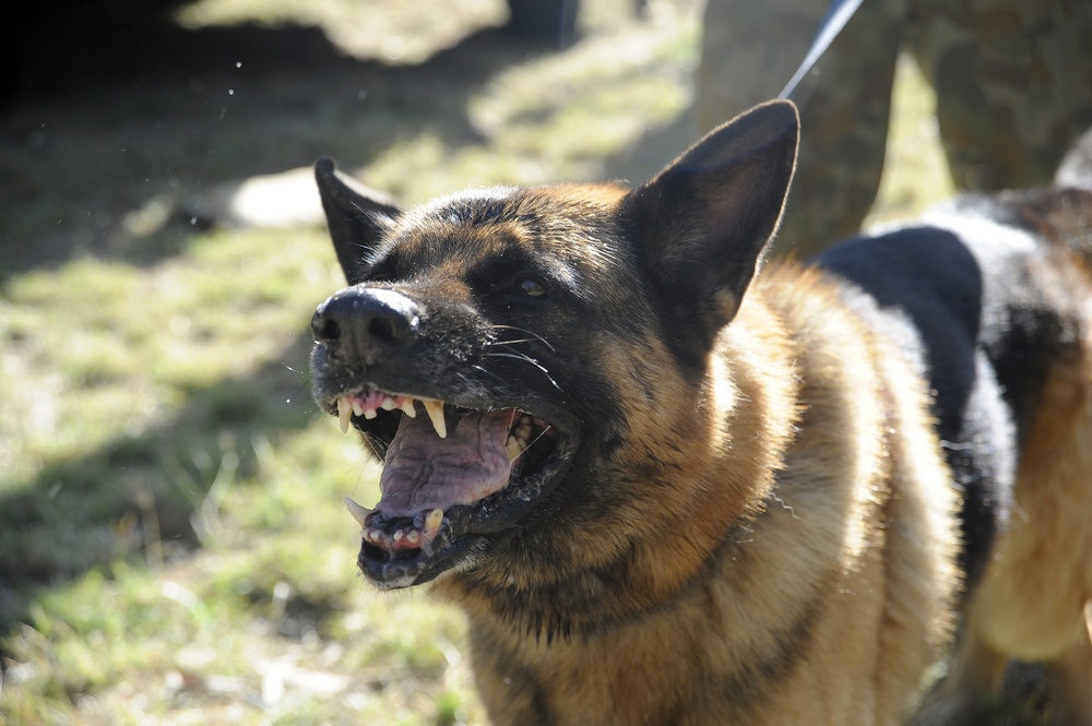 Australian Defence Force military dog handlers prepare for Talisman Sabre 2011