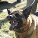 Australian Defence Force military dog handlers prepare for Talisman Sabre 2011