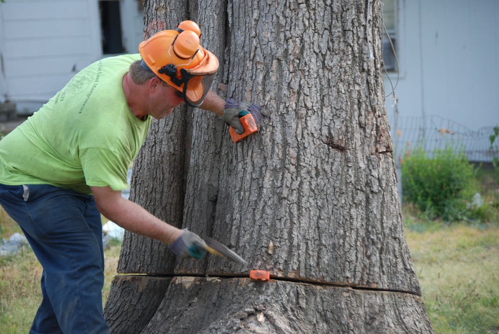 Trees destroyed by Joplin tornado get a second life