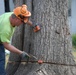 Trees destroyed by Joplin tornado get a second life