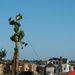 Trees destroyed by Joplin tornado get a second life