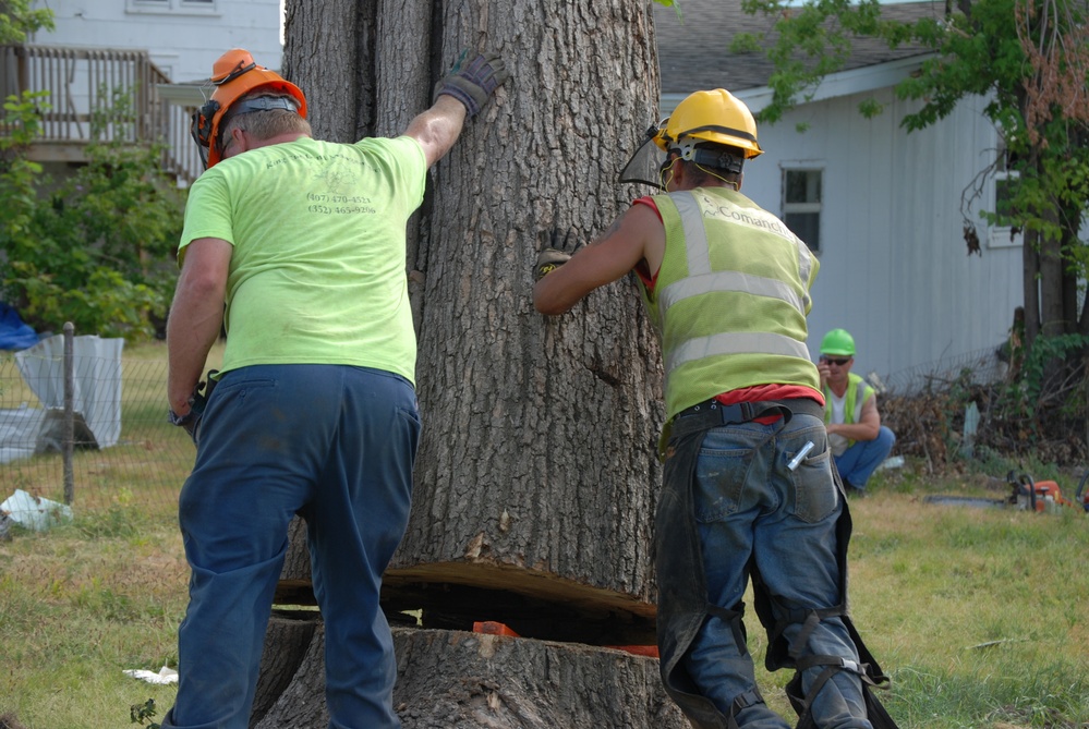 Trees destroyed by Joplin tornado get a second life