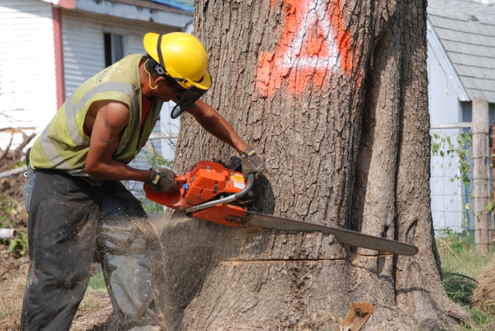 Trees destroyed by Joplin tornado get a second life