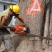 Trees destroyed by Joplin tornado get a second life