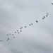 US soldiers parachute into Shoalwater Bay Training Area during Talisman Sabre 2011