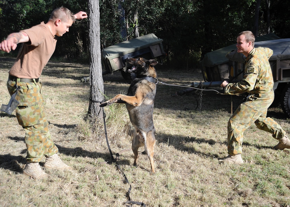 Australian military working dog teams train during Talisman Sabre 2011