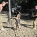 Australian military working dog teams train during Talisman Sabre 2011