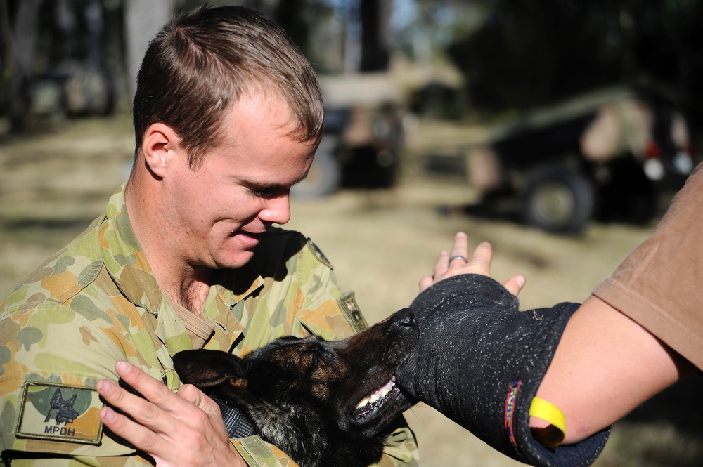 Australian military working dog teams train during Talisman Sabre 2011