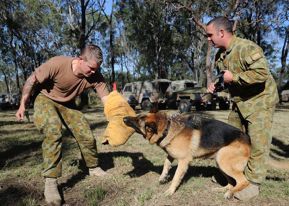 Australian military working dog teams train during Talisman Sabre 2011