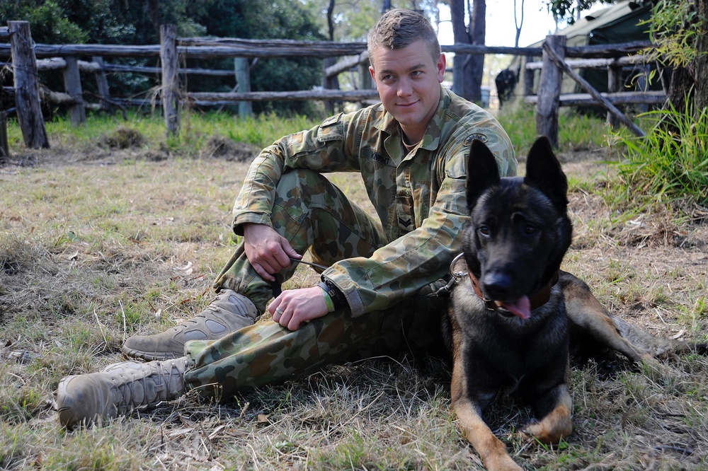 Australian military working dog teams train during Talisman Sabre 2011