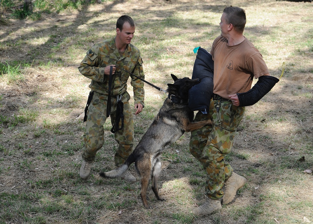 Australian military working dog teams train during Talisman Sabre 2011