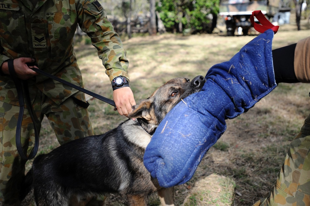 Australian military working dog teams train during Talisman Sabre 2011