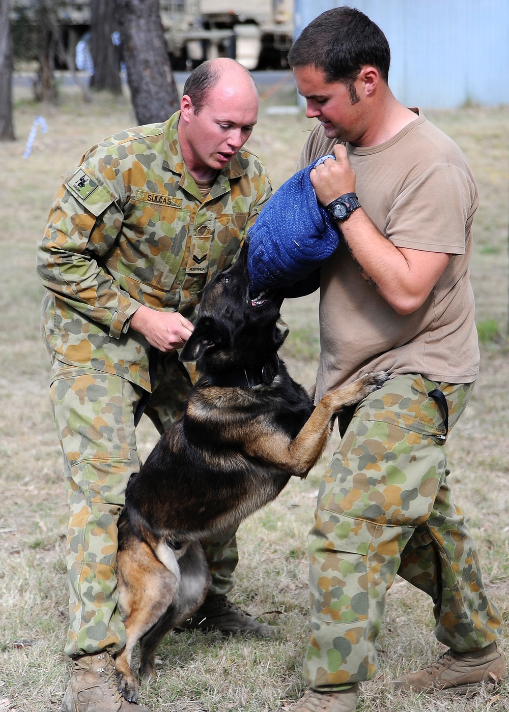 Australian military working dog teams train during Talisman Sabre 2011