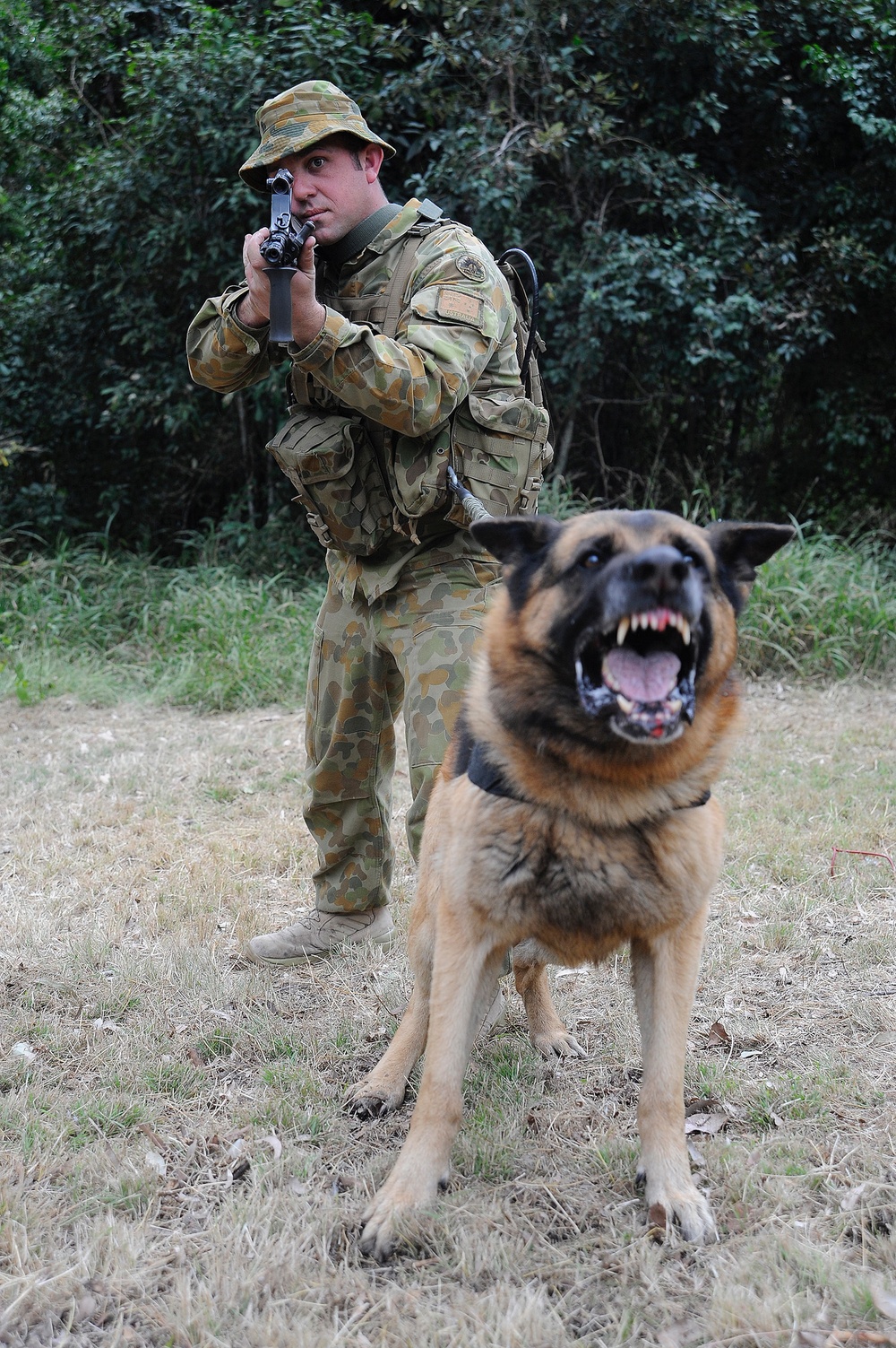 Australian military working dog teams train during Talisman Sabre 2011